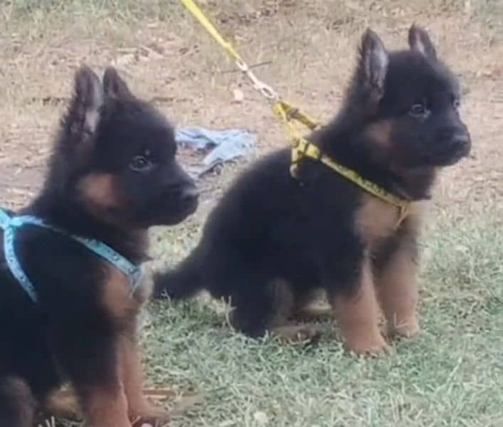 German shepherd Long Coat Male & Female  For Sale 03287625932WhatsApp 0