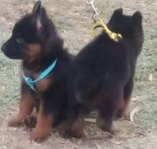 German shepherd Long Coat Male & Female  For Sale 03287625932WhatsApp 1