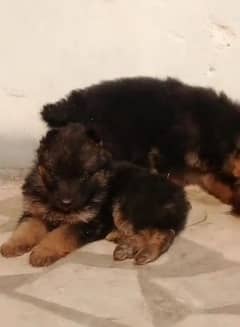 German shepherd Long Coat Male & Female  For Sale 03287625932WhatsApp