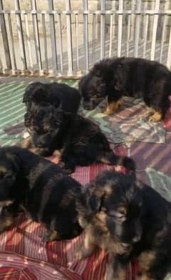 German shepherd Long Coat Male & Female  For Sale 03287625932WhatsApp