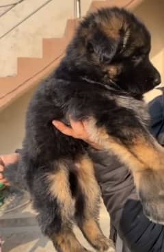 German shepherd Long Coat Male & Female  For Sale 03287625932WhatsApp