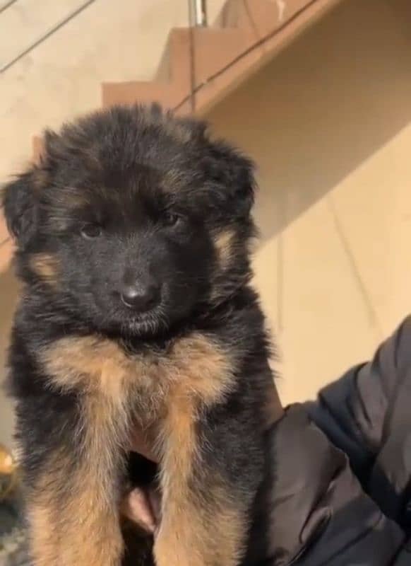 German shepherd Long Coat Male & Female  For Sale 03287625932WhatsApp 1