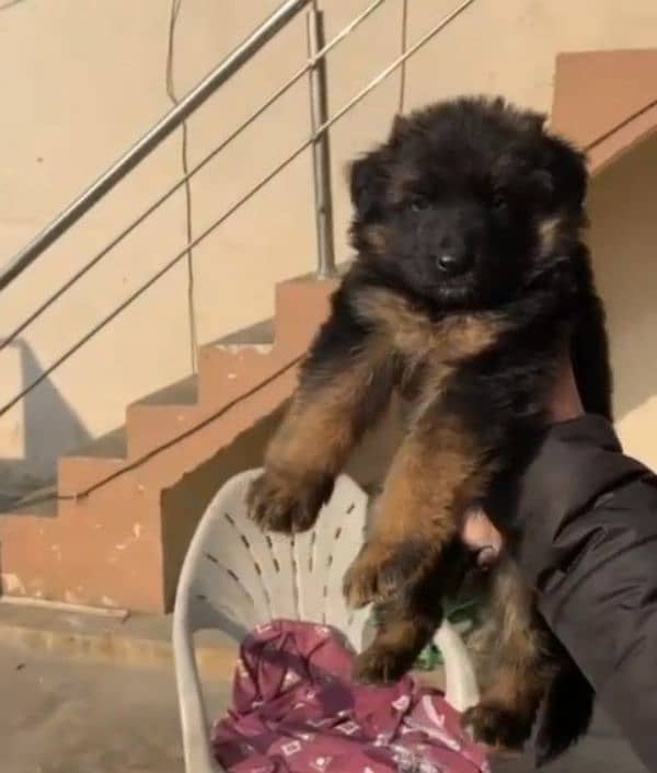 German shepherd Long Coat Male & Female  For Sale 03287625932WhatsApp 2