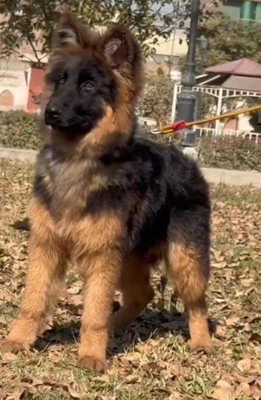 German shepherd Long Coat Male & Female  For Sale 03287625932WhatsApp 5