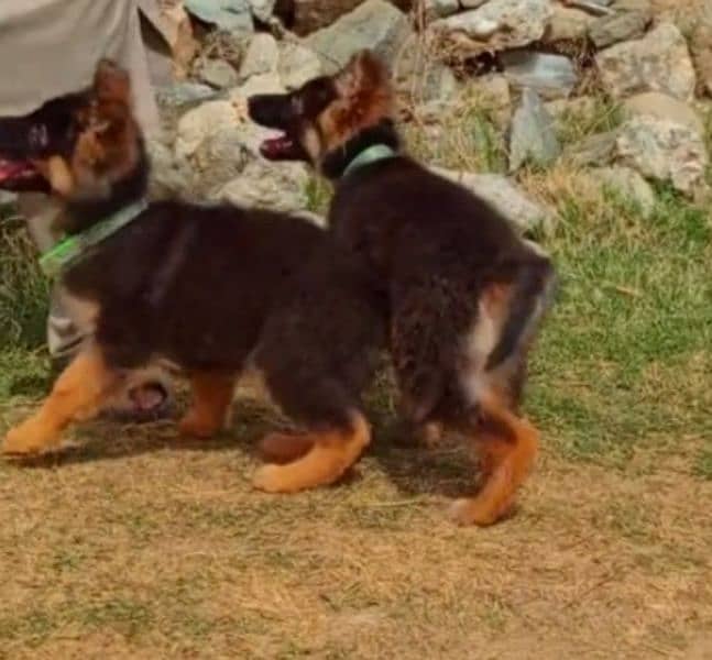 German shepherd Long Coat Male & Female  For Sale 03287625932WhatsApp 2