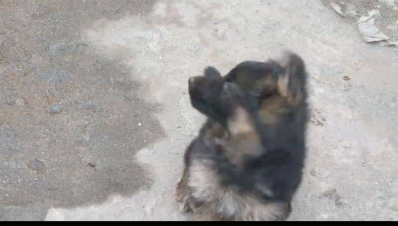 German shepherd Long Coat Male & Female  For Sale 03287625932WhatsApp 4