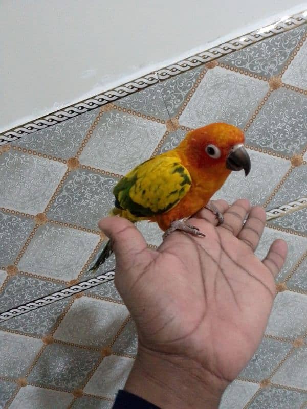 sun conure 0