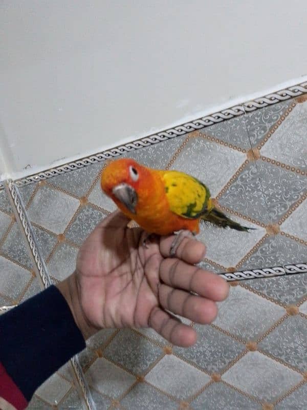 sun conure 1