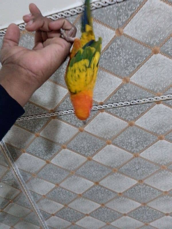 sun conure 2