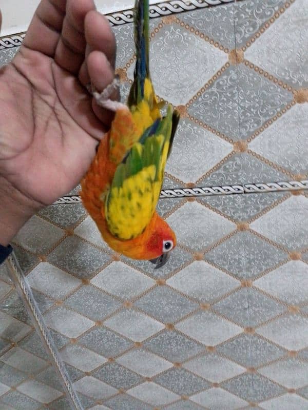 sun conure 4