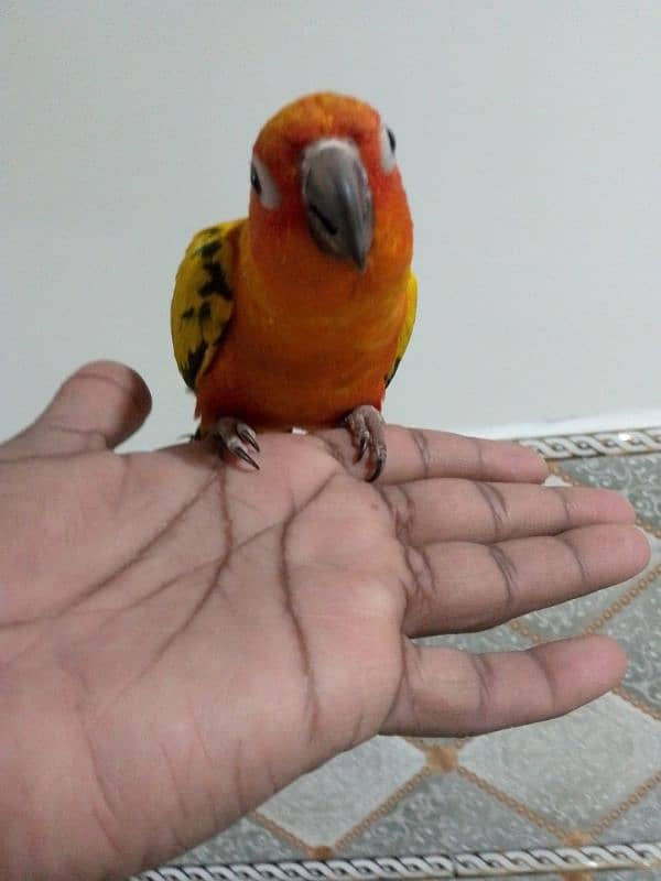 sun conure 5