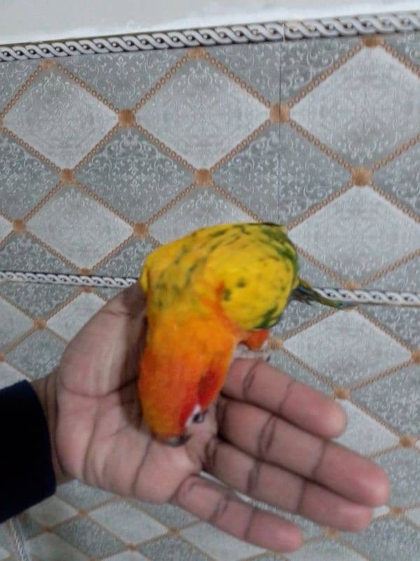 sun conure 6