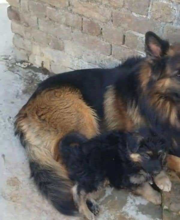 German shepherd Long Coat Male & Female  For Sale 03287625932WhatsApp 2