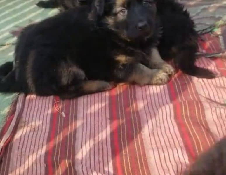 German shepherd Long Coat Male & Female  For Sale 03287625932WhatsApp 4