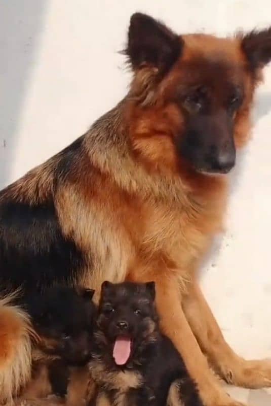 German shepherd Long Coat Male & Female  For Sale 03287625932WhatsApp 7