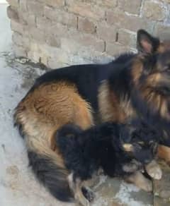 German shepherd Long Coat Male & Female  For Sale 03287625932WhatsApp