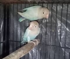 common lutino, blue pastelino lovebirds