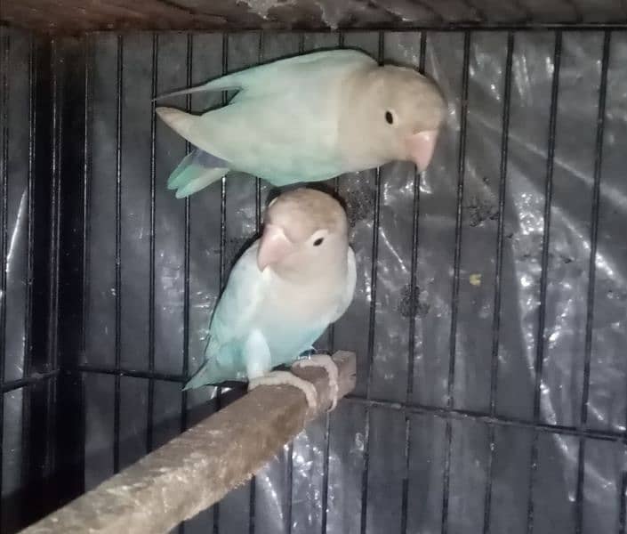 common lutino, blue pastelino lovebirds 0