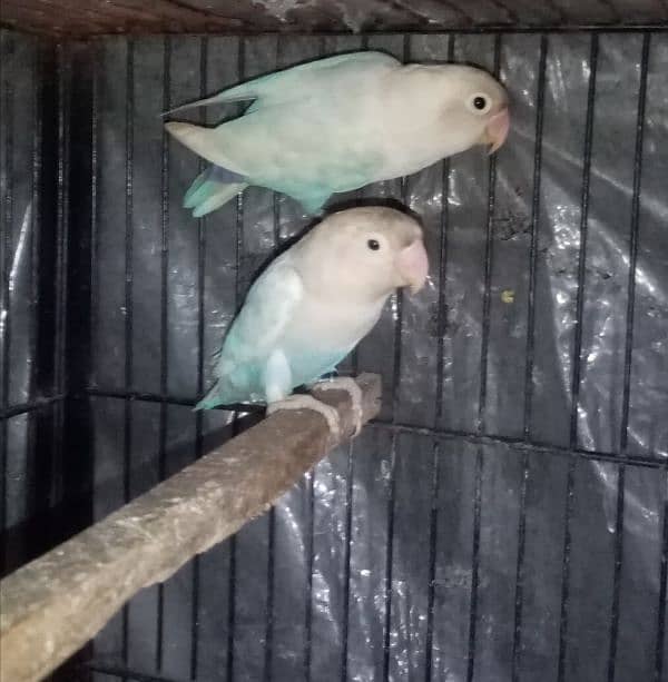 common lutino, blue pastelino lovebirds 1