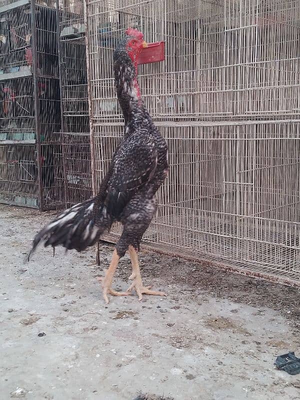 O Shamo male coco colour for sale 0