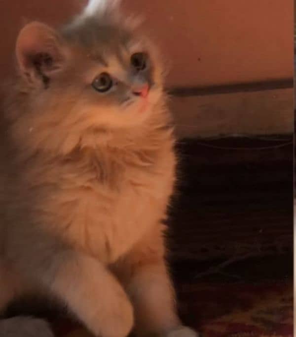 persian kitten 1