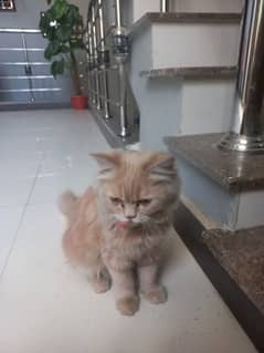 fawn color persian cat yriple coated.