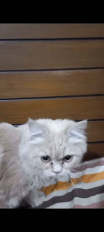 fawn color persian cat yriple coated. 1