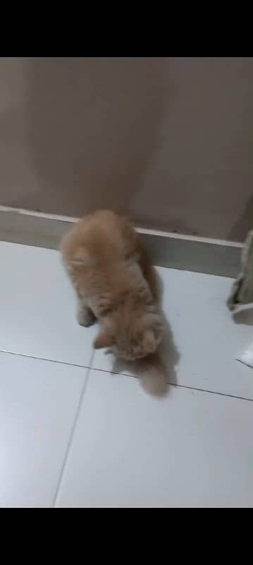 fawn color persian cat yriple coated. 2