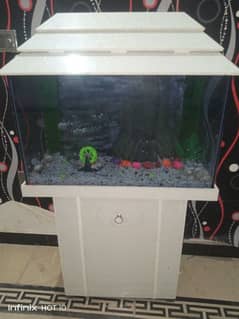 fish aquarium