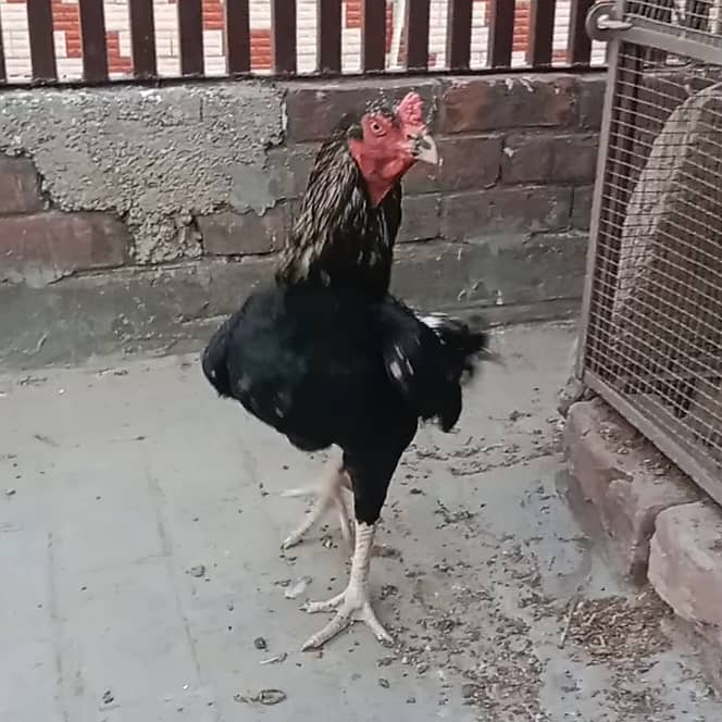 Aseel hens And cock setup for sale 0