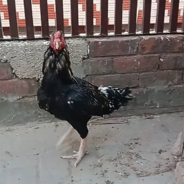 Aseel hens And cock setup for sale 1