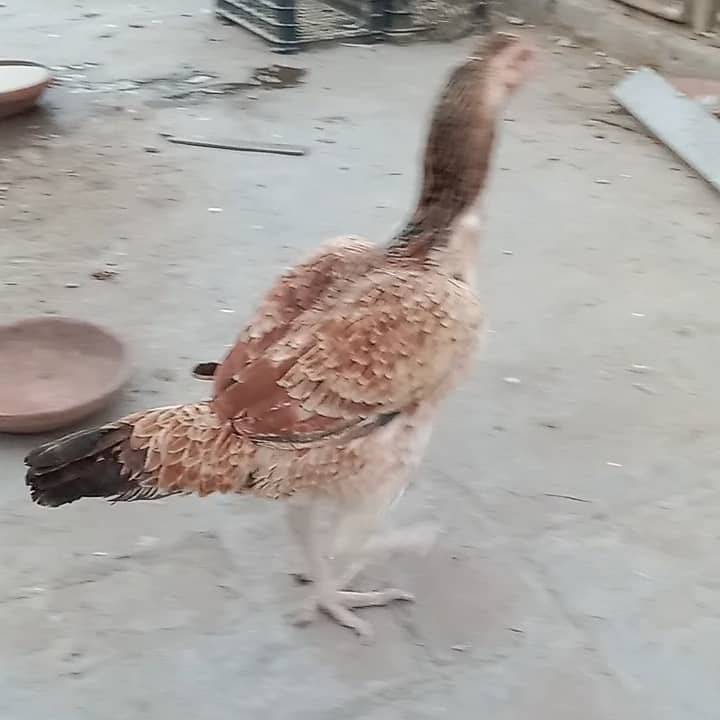 Aseel hens And cock setup for sale 3