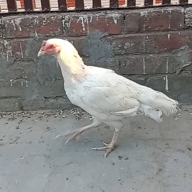 Aseel hens And cock setup for sale 6