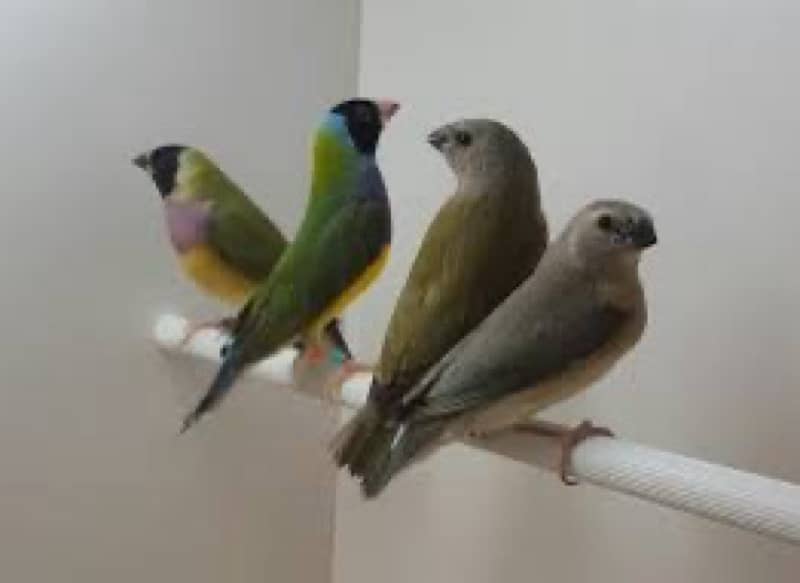 gouldian chiks 2