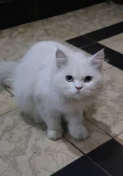 pair of beautiful persian cat