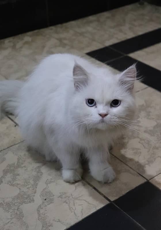 pair of beautiful persian cat 0