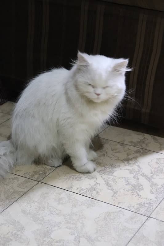 pair of beautiful persian cat 1