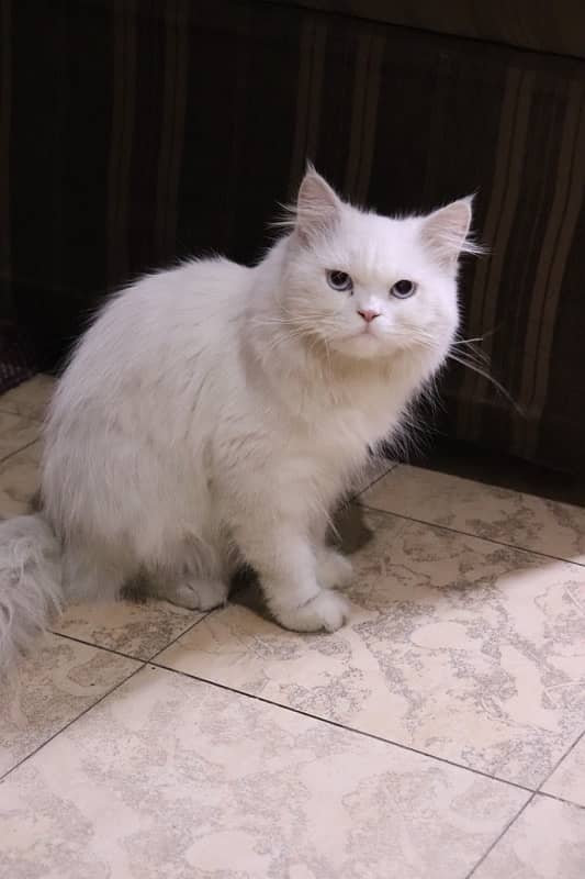 pair of beautiful persian cat 2