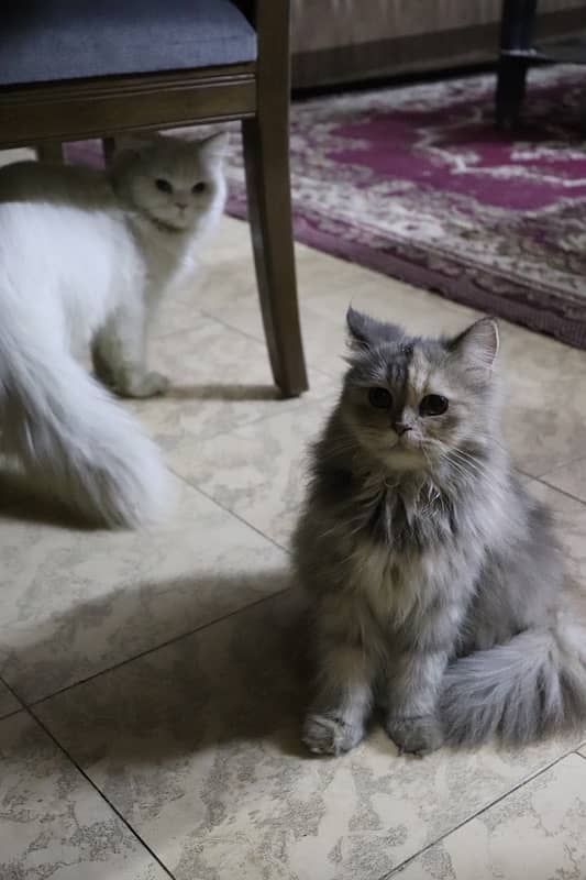 pair of beautiful persian cat 3