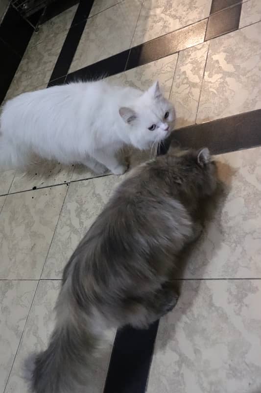 pair of beautiful persian cat 4