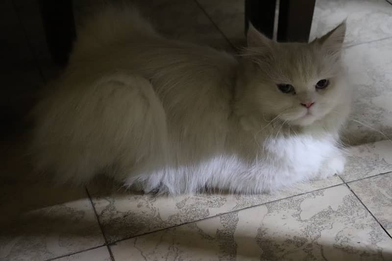 pair of beautiful persian cat 5