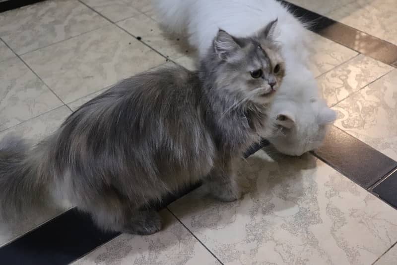 pair of beautiful persian cat 7