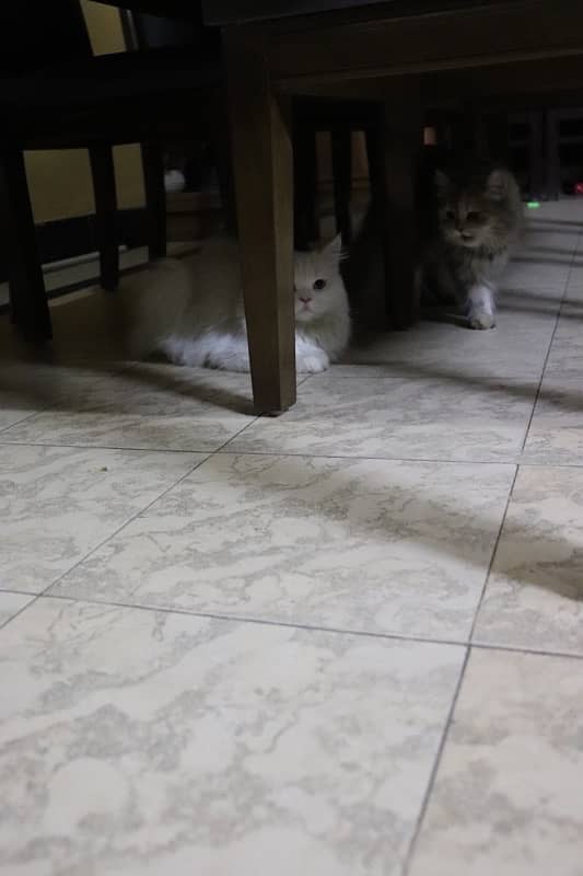 pair of beautiful persian cat 8