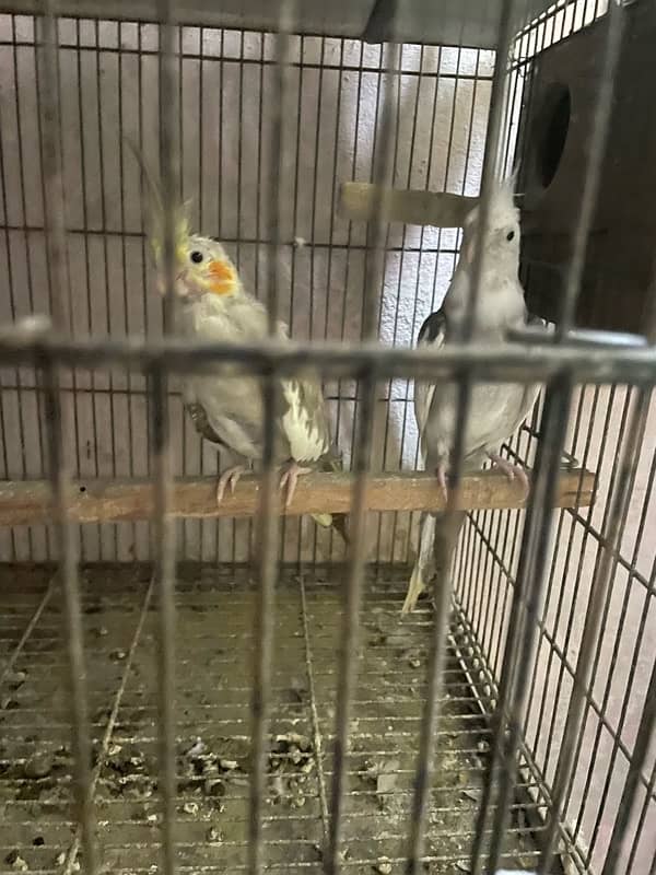 cocktail parrot pair 100 percent breeder 0