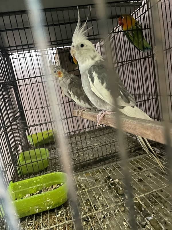 cocktail parrot pair 100 percent breeder 2