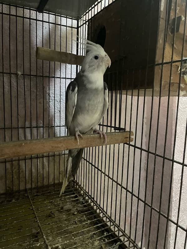 cocktail parrot pair 100 percent breeder 3