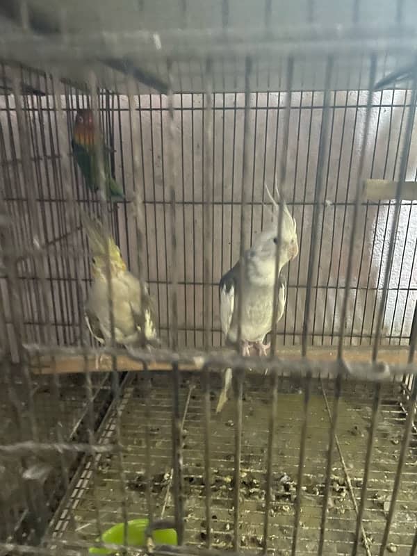 cocktail parrot pair 100 percent breeder 4