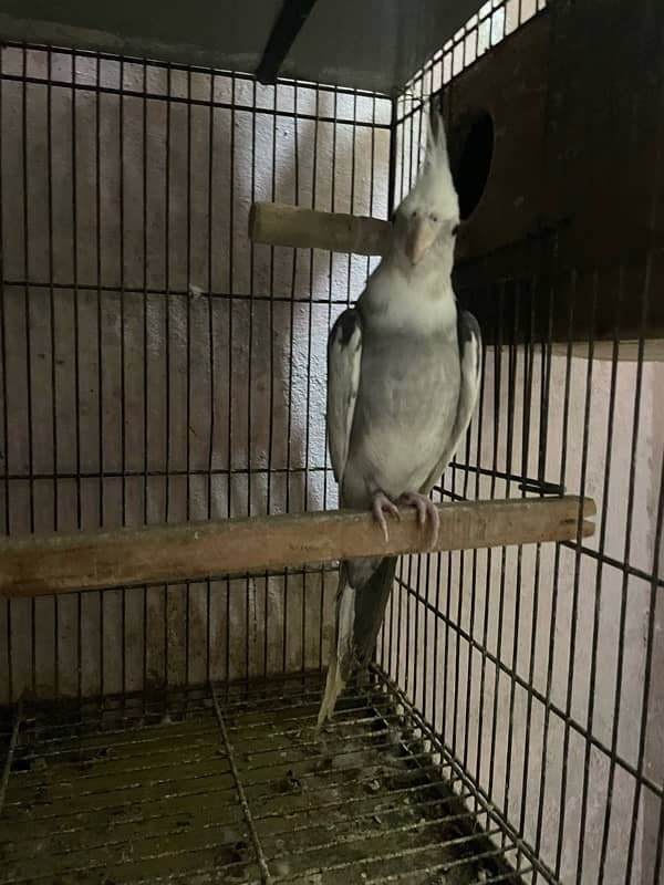 cocktail parrot pair 100 percent breeder 5