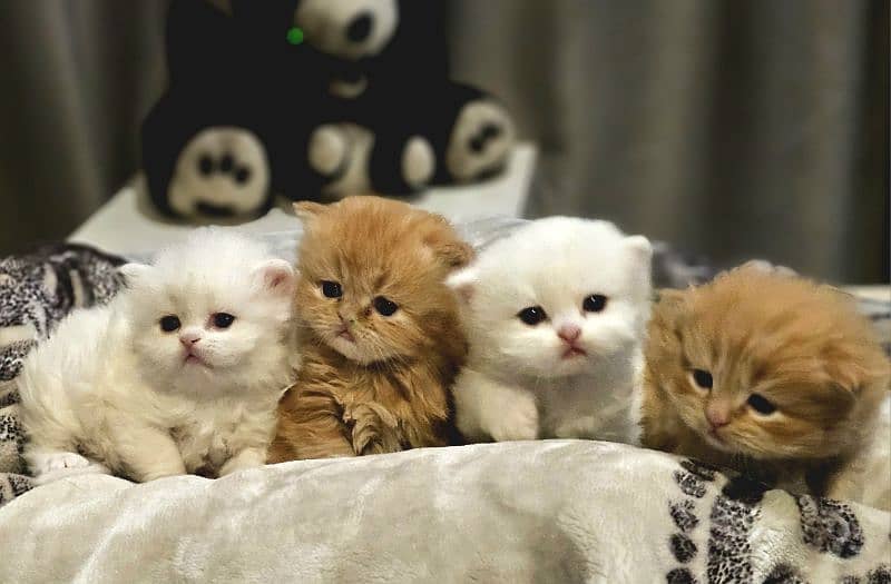 Triple Coat Big Fur  Pure Persian Potty Trained Kittens. 0