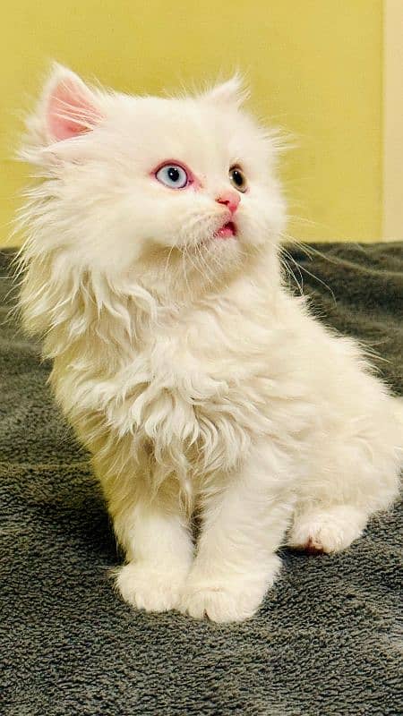 Triple Coat Big Fur  Pure Persian Potty Trained Kittens. 1